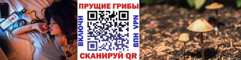 купить наркотики сайты  Шиханы  Галлюциногенные грибы Psilocybine cubensis 